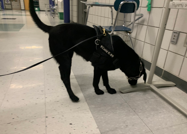 Trường học dùng chó đánh hơi học sinh mắc COVID-19 - 1