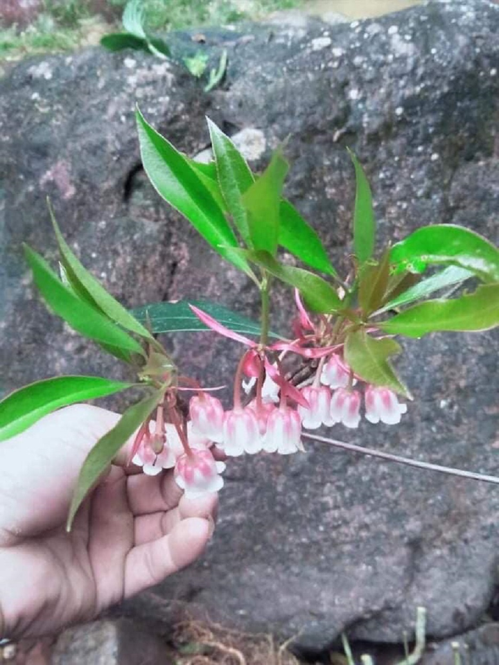 Hoa đào độc lạ, giá tiền triệu hút khách Hà thành mua trưng Tết - 2