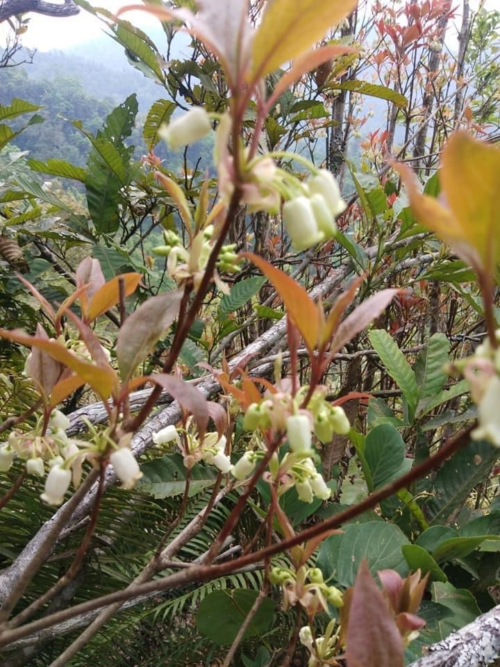 Hoa đào độc lạ, giá tiền triệu hút khách Hà thành mua trưng Tết - 3