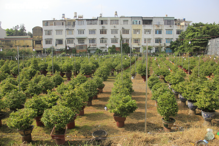 Ảnh: Chủ vườn đưa mai 'xuống phố', nhiều cây đợi ngày ra Bắc đón Tết - 1