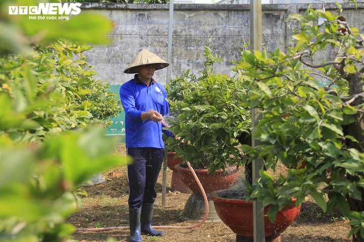 Ảnh: Chủ vườn đưa mai 'xuống phố', nhiều cây đợi ngày ra Bắc đón Tết - 5