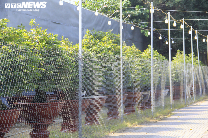 Ảnh: Chủ vườn đưa mai 'xuống phố', nhiều cây đợi ngày ra Bắc đón Tết - 2