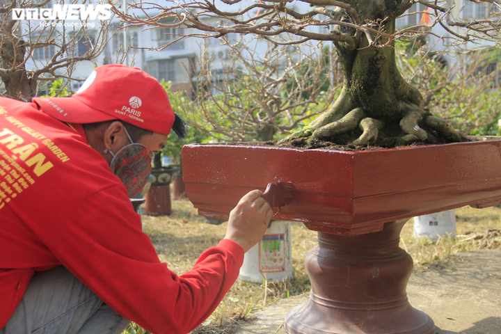 Ảnh: Chủ vườn đưa mai 'xuống phố', nhiều cây đợi ngày ra Bắc đón Tết - 12