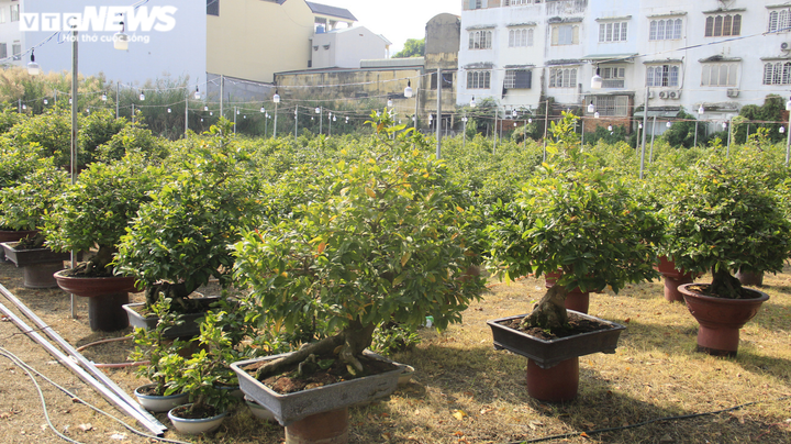 Ảnh: Chủ vườn đưa mai 'xuống phố', nhiều cây đợi ngày ra Bắc đón Tết - 3