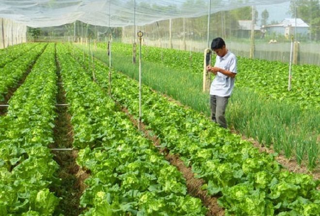 Lạm dụng thuốc bảo vệ thực vật: Mối nguy cho sức khỏe và môi trường - 2