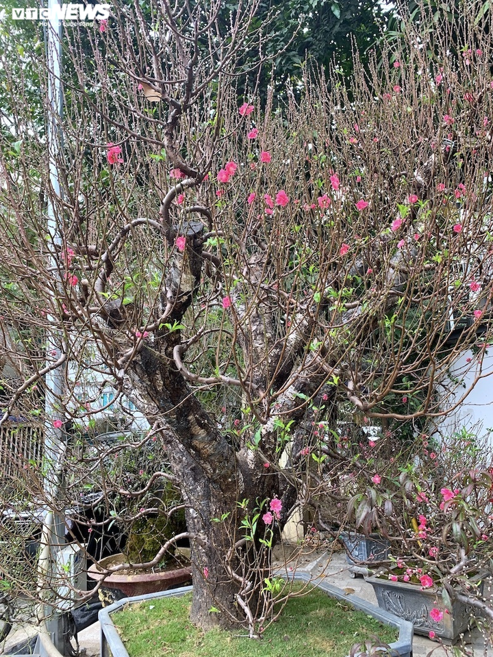 Đào cổ thụ giá trăm triệu đồng đua nhau khoe dáng - 8