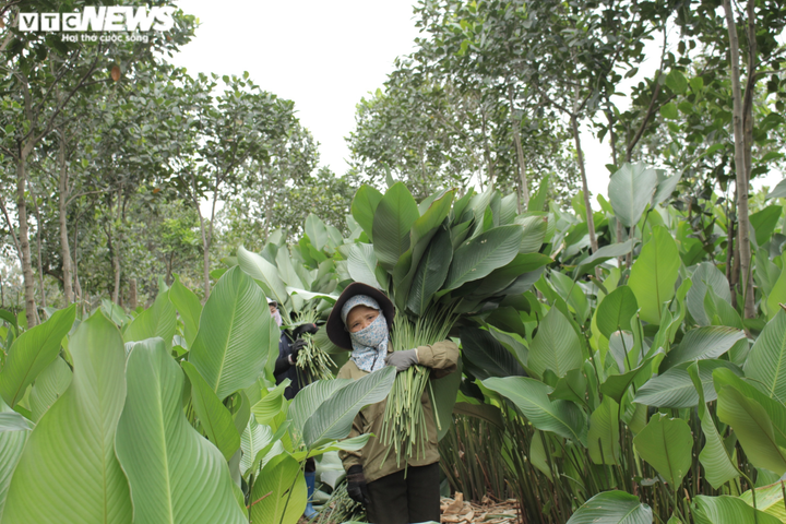 Người dân thủ phủ lá dong Hà Nội tất bật ‘hái lá đếm tiền’ dịp cận Tết - 1