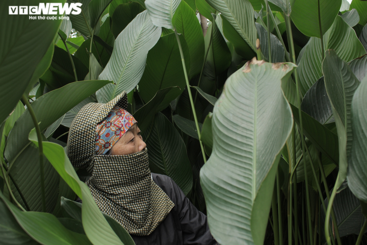 Người dân thủ phủ lá dong Hà Nội tất bật ‘hái lá đếm tiền’ dịp cận Tết - 4