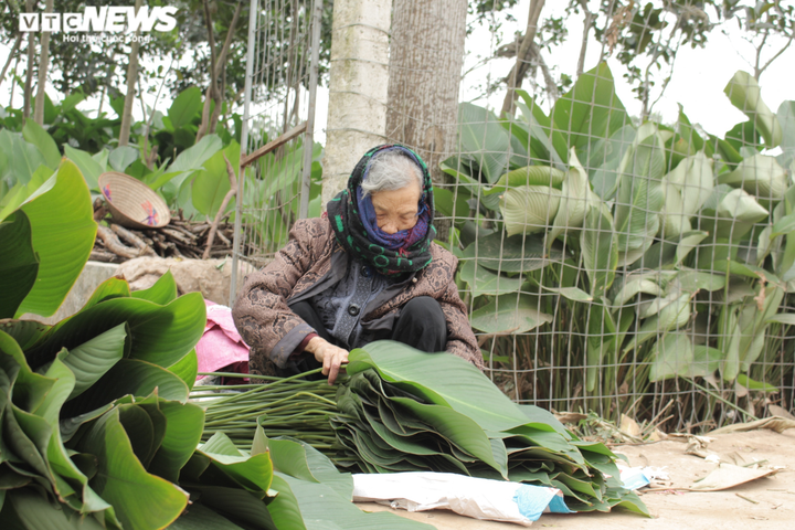 Người dân thủ phủ lá dong Hà Nội tất bật ‘hái lá đếm tiền’ dịp cận Tết - 10