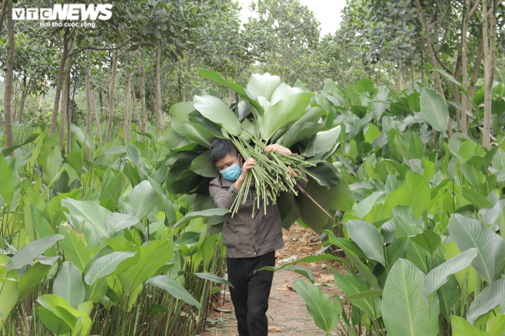 Người dân thủ phủ lá dong Hà Nội tất bật ‘hái lá đếm tiền’ dịp cận Tết - 9