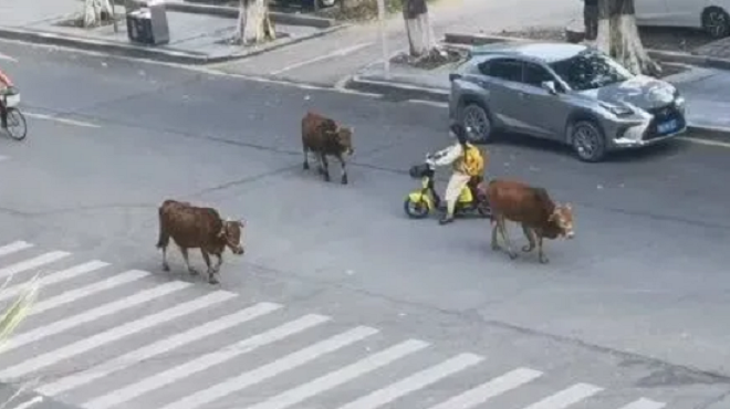 Hoảng hồn thấy đàn bò lang thang giữa khuôn viên trường học - 1