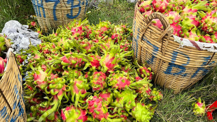 Người Sài Gòn chung tay 'giải cứu' thanh long giúp nông dân - 5