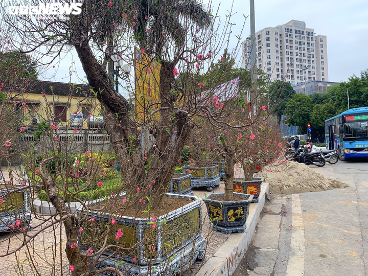 Đào, quất, bưởi Tết tràn phố Hà Nội, khách vẫn vắng bóng - 8