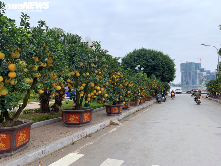 Đào, quất, bưởi Tết tràn phố Hà Nội, khách vẫn vắng bóng - 5