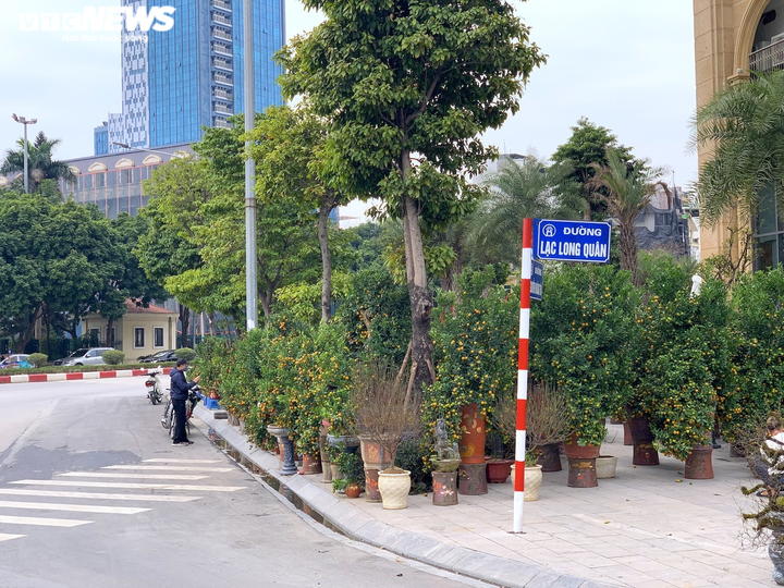 Đào, quất, bưởi Tết tràn phố Hà Nội, khách vẫn vắng bóng - 1