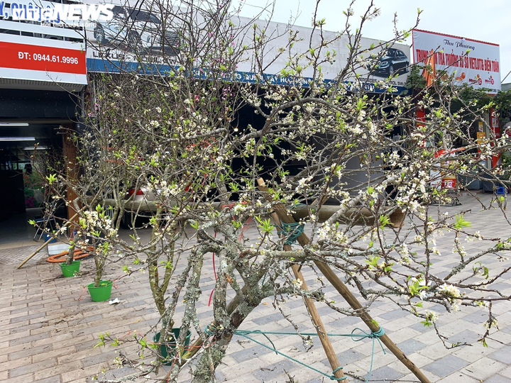 Đào, quất, bưởi Tết tràn phố Hà Nội, khách vẫn vắng bóng - 9