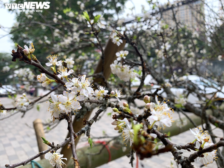 Đào, quất, bưởi Tết tràn phố Hà Nội, khách vẫn vắng bóng - 10