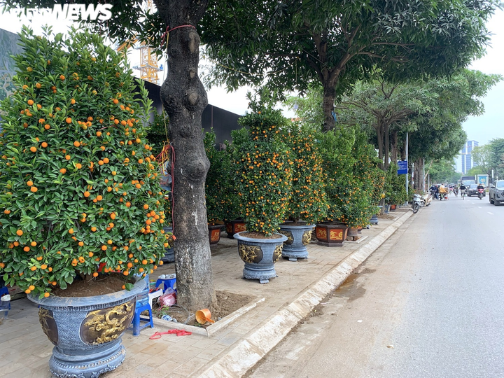 Đào, quất, bưởi Tết tràn phố Hà Nội, khách vẫn vắng bóng - 3