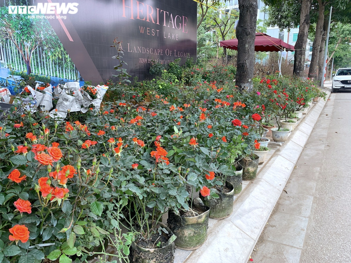 Đào, quất, bưởi Tết tràn phố Hà Nội, khách vẫn vắng bóng - 4