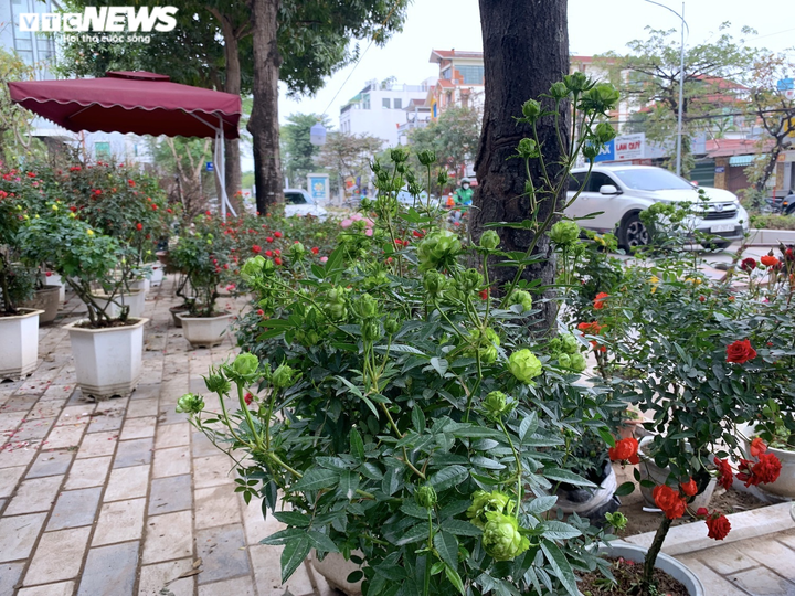 Đào, quất, bưởi Tết tràn phố Hà Nội, khách vẫn vắng bóng - 13