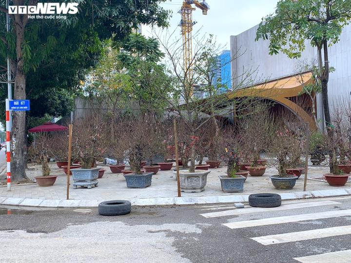 Đào, quất, bưởi Tết tràn phố Hà Nội, khách vẫn vắng bóng - 2