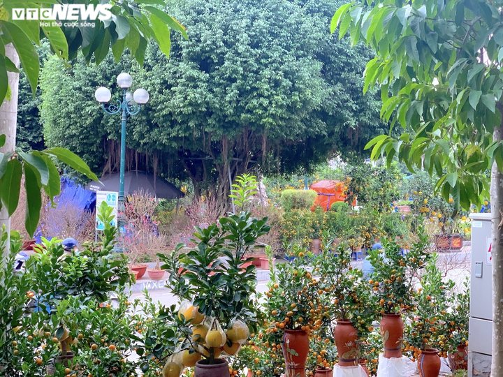 Đào, quất, bưởi Tết tràn phố Hà Nội, khách vẫn vắng bóng - 12