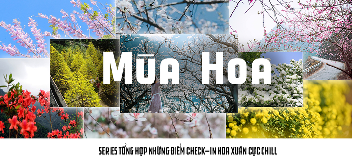 Mùa hoa: Mê mẩn ngắm ‘bông tuyết trắng’ nở rợp trời rẻo cao ảo diệu như cõi tiên - 16