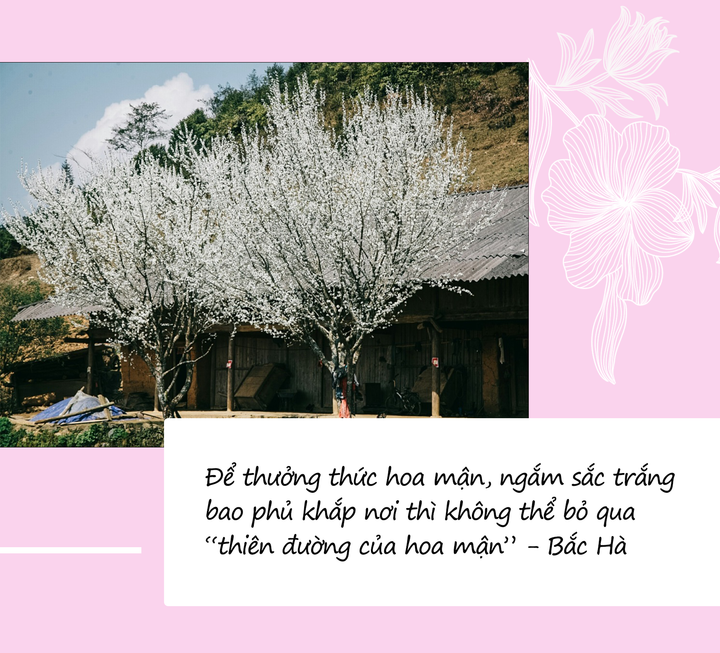 Mùa hoa: Mê mẩn ngắm ‘bông tuyết trắng’ nở rợp trời rẻo cao ảo diệu như cõi tiên - 8