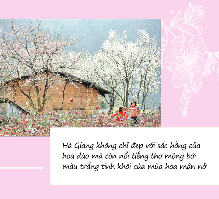 Mùa hoa: Mê mẩn ngắm ‘bông tuyết trắng’ nở rợp trời rẻo cao ảo diệu như cõi tiên - 12