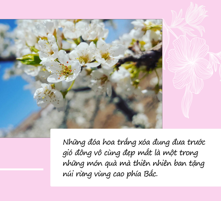 Mùa hoa: Mê mẩn ngắm ‘bông tuyết trắng’ nở rợp trời rẻo cao ảo diệu như cõi tiên - 1