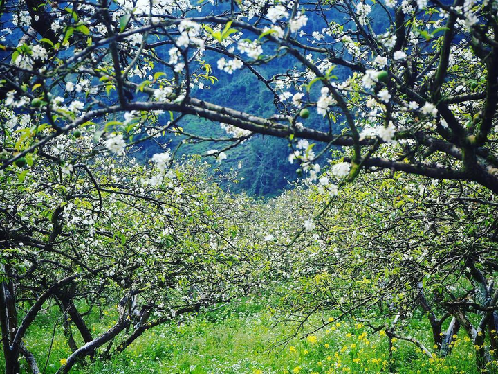 Mùa hoa: Mê mẩn ngắm ‘bông tuyết trắng’ nở rợp trời rẻo cao ảo diệu như cõi tiên - 7