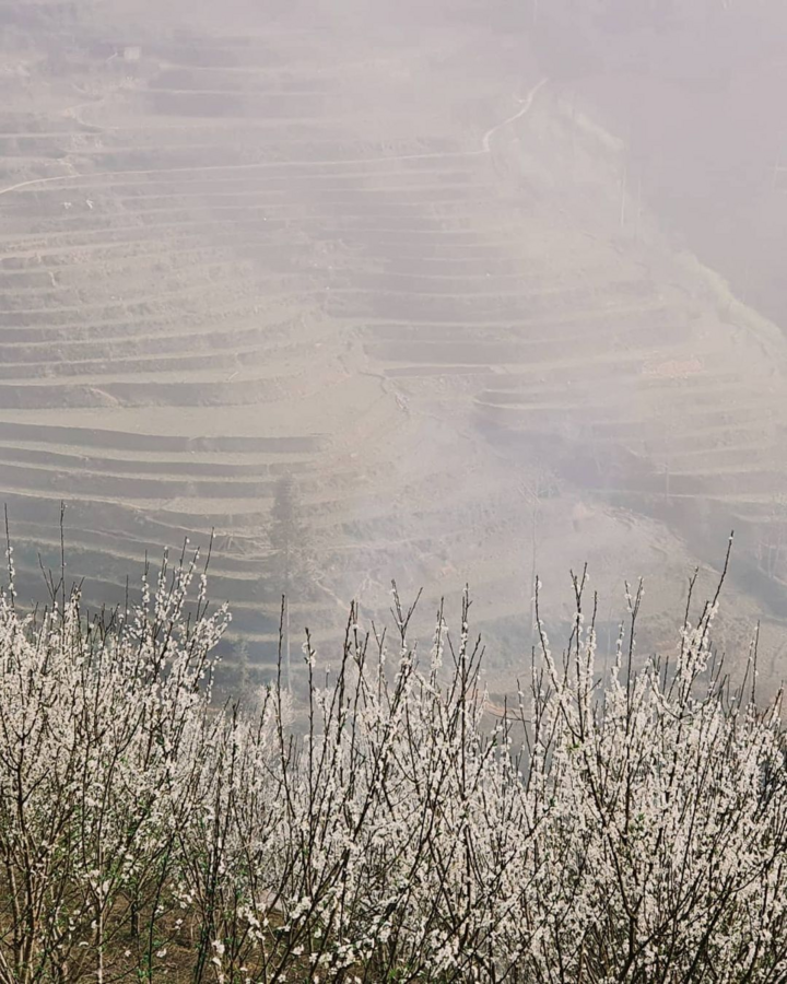 Mùa hoa: Mê mẩn ngắm ‘bông tuyết trắng’ nở rợp trời rẻo cao ảo diệu như cõi tiên - 10