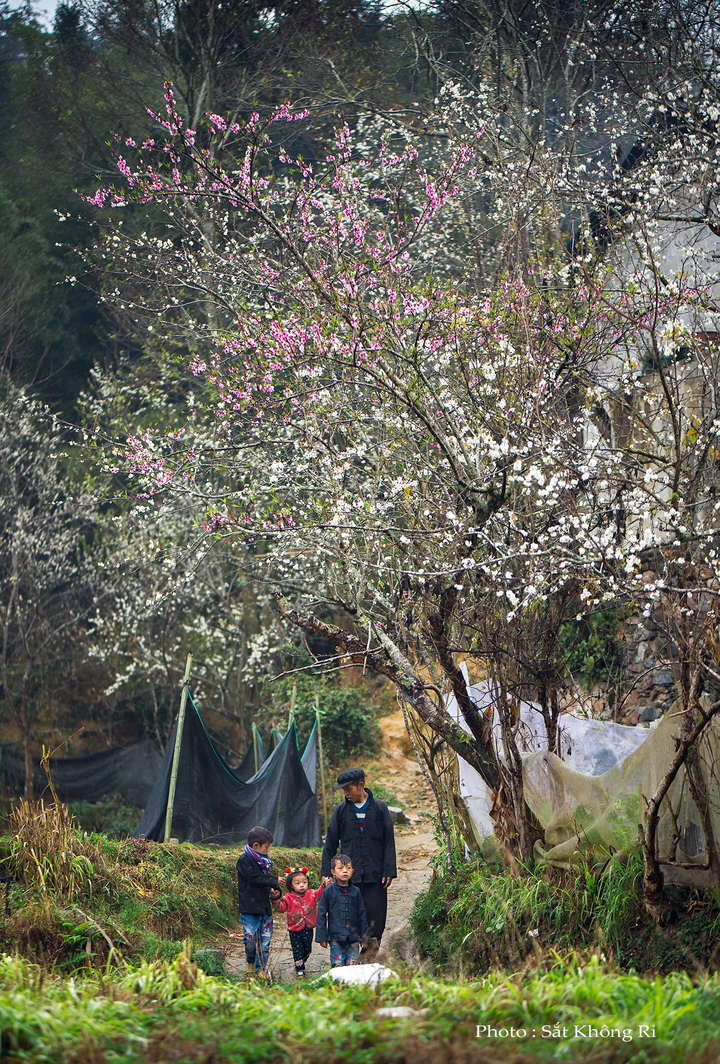 Mùa hoa: Mê mẩn ngắm ‘bông tuyết trắng’ nở rợp trời rẻo cao ảo diệu như cõi tiên - 14