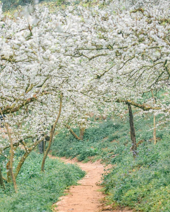 Mùa hoa: Mê mẩn ngắm ‘bông tuyết trắng’ nở rợp trời rẻo cao ảo diệu như cõi tiên - 2