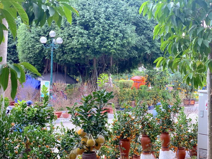 Đào, quất, bưởi Tết tràn phố Hà Nội, khách vẫn vắng bóng - 6