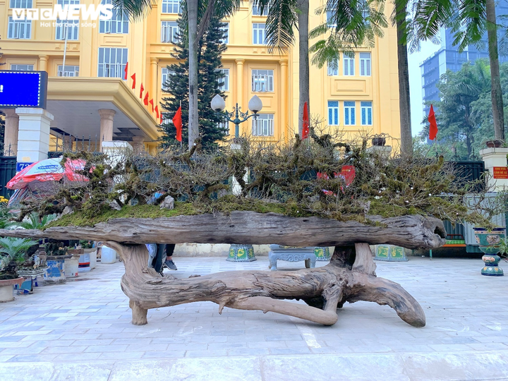 Nhất chi mai giá gần nửa tỷ đồng bán trên vỉa hè Hà Nội - 2