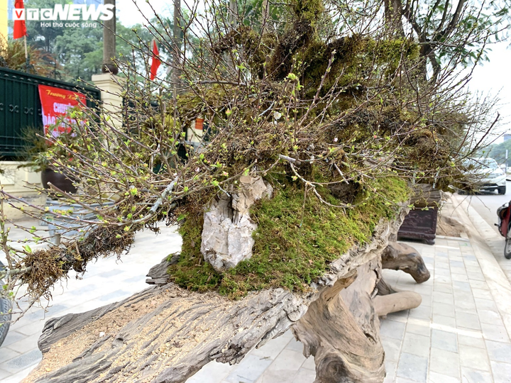 Nhất chi mai giá gần nửa tỷ đồng bán trên vỉa hè Hà Nội - 3