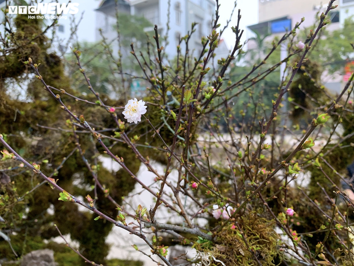 Nhất chi mai giá gần nửa tỷ đồng bán trên vỉa hè Hà Nội - 4