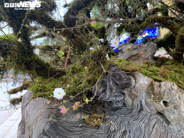 Nhất chi mai giá gần nửa tỷ đồng bán trên vỉa hè Hà Nội - 13