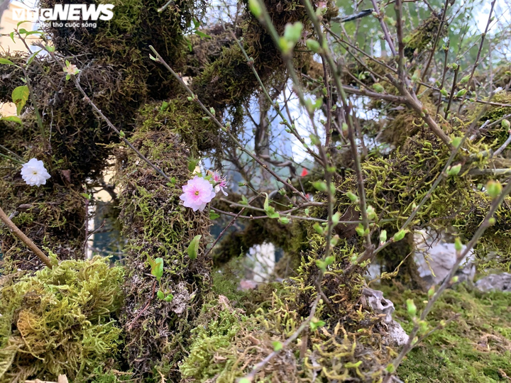 Nhất chi mai giá gần nửa tỷ đồng bán trên vỉa hè Hà Nội - 12