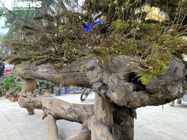 Nhất chi mai giá gần nửa tỷ đồng bán trên vỉa hè Hà Nội - 6