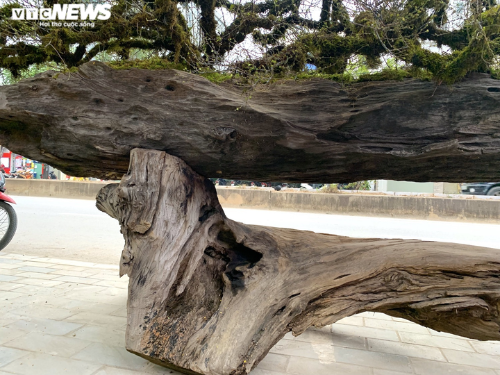 Nhất chi mai giá gần nửa tỷ đồng bán trên vỉa hè Hà Nội - 5