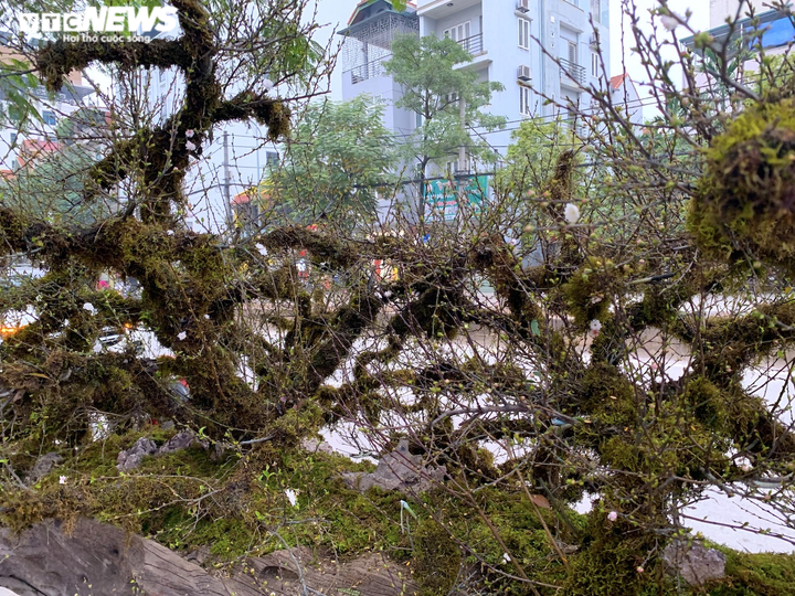 Nhất chi mai giá gần nửa tỷ đồng bán trên vỉa hè Hà Nội - 10