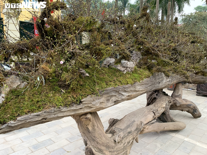 Nhất chi mai giá gần nửa tỷ đồng bán trên vỉa hè Hà Nội - 8