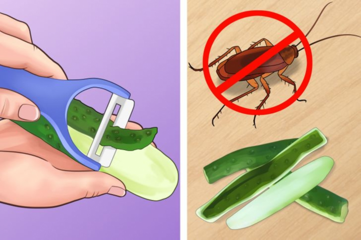 Mẹo loại bỏ côn trùng và hoá chất độc hại trong nhà bạn - 2