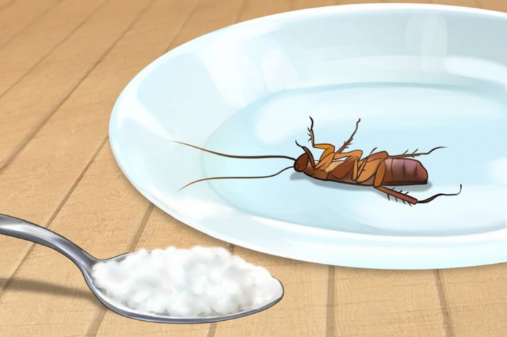 Mẹo loại bỏ côn trùng và hoá chất độc hại trong nhà bạn - 3