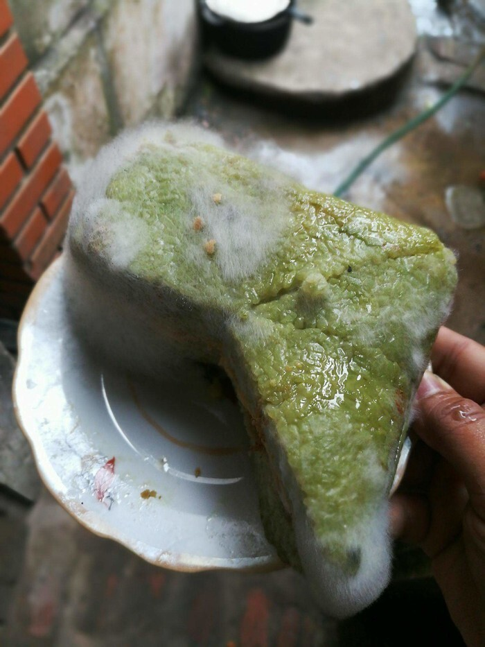 Trở lại phòng sau Tết, xỉu ngang khi thấy 'bạn trọ mới' và 'khách không mời' - 5