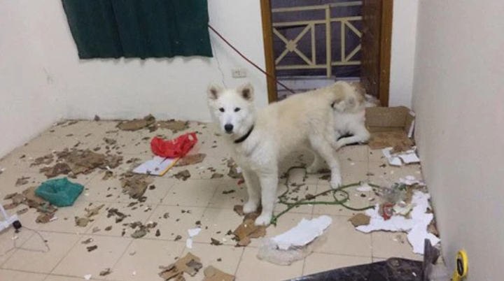 Trở lại phòng sau Tết, xỉu ngang khi thấy 'bạn trọ mới' và 'khách không mời' - 11