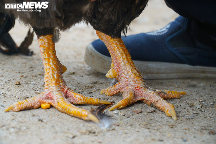 Nhà giàu săn lùng gà 'thái giám' đắt đỏ làm quà biếu Tết - 3