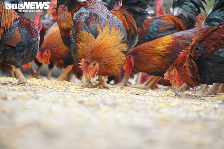 Nhà giàu săn lùng gà 'thái giám' đắt đỏ làm quà biếu Tết - 2